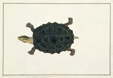 Land Tortoise, Koora Koora, from Drawings of Animals, Insects and Reptiles from Malacca